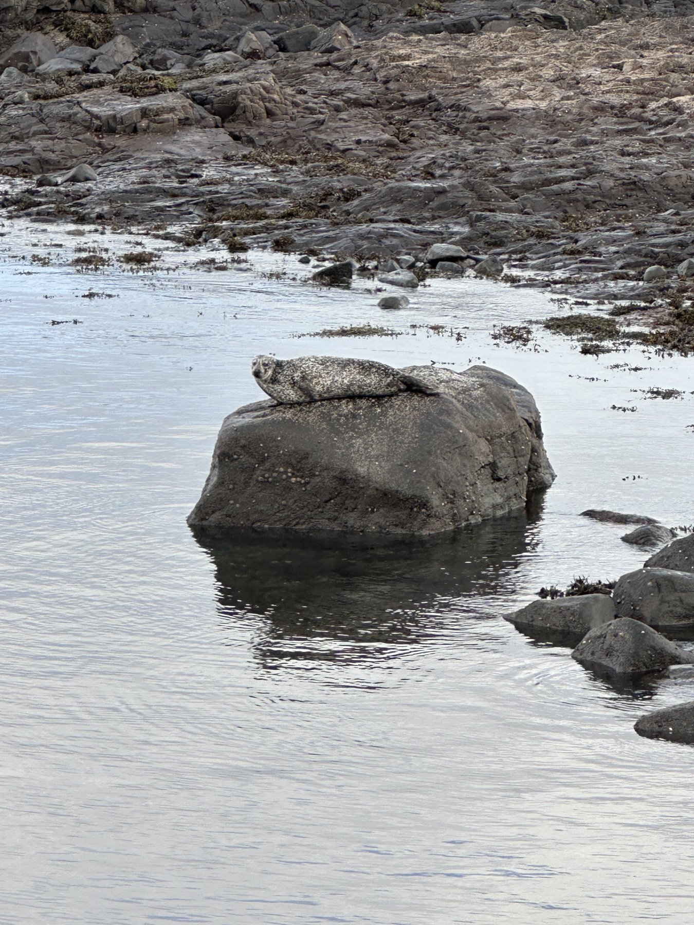 A seal resting on the rocks, North Skye coast
