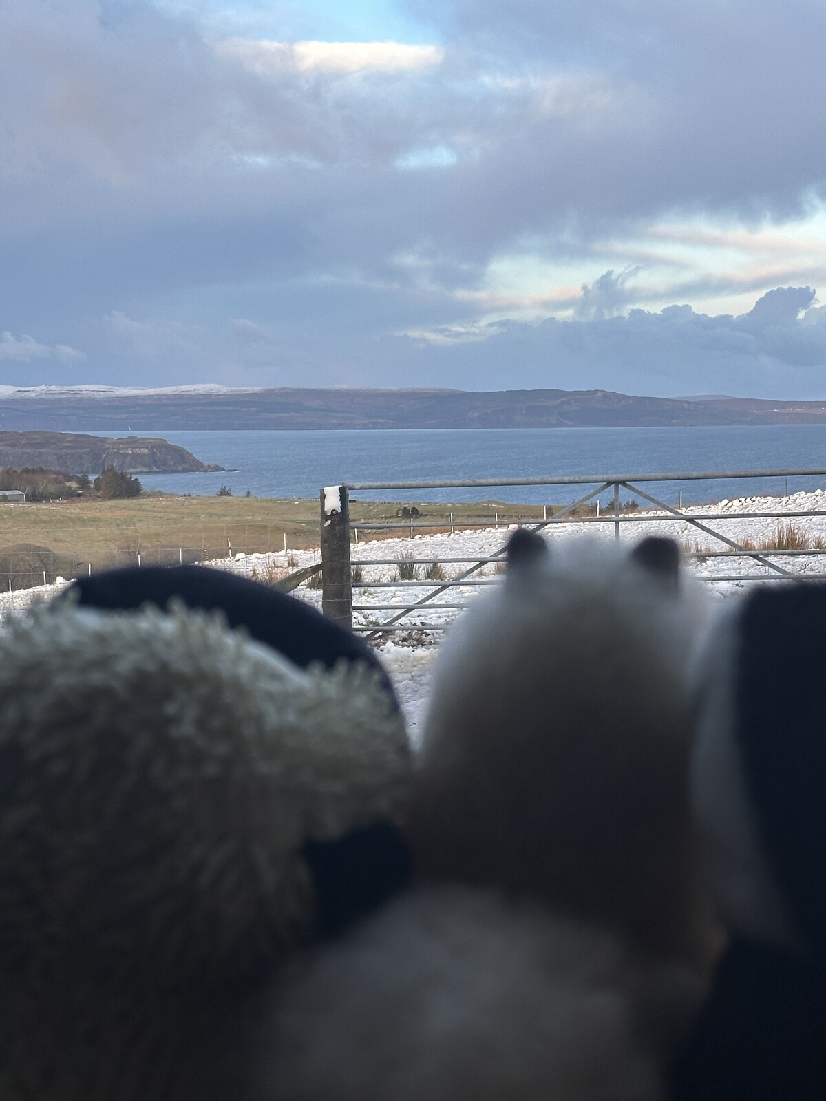 Sheep at a gate overlooking the sea, North Skye